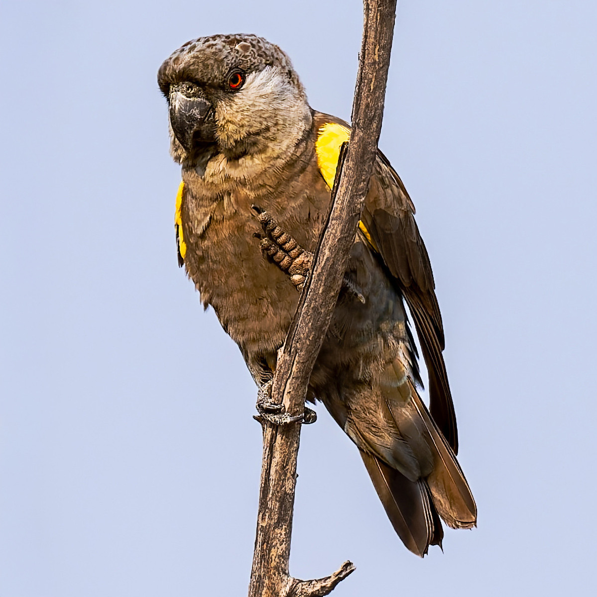 image Rüppell's Parrot